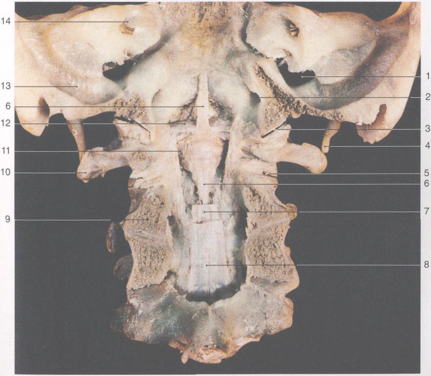 288. 颅骨与椎骨的连接(2)